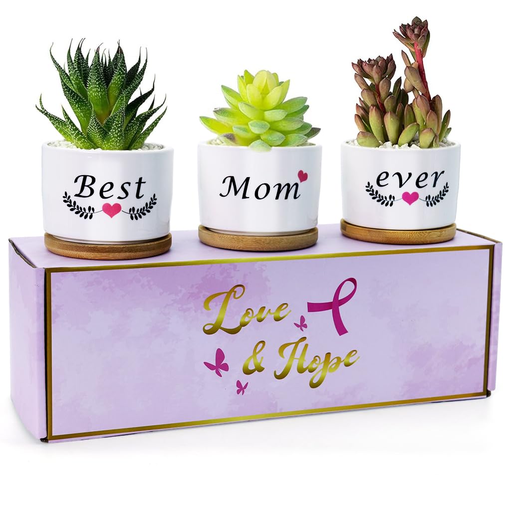HASTHIP 3Pcs Ceramic Planters for Succulent with Wooden Tray & Gift Box, 3.1'' Small Ceramic Pot for Balcony Home Indoor & Outdoor, Highly Durable Succulent Pots HASTHIP 3Pcs Ceramic Planters for Succulent with Wooden Tray & Gift Box, 3.1'' Small Ceramic Pot for Balcony Home Indoor & Outdoor, Highly Durable Succulent Pots